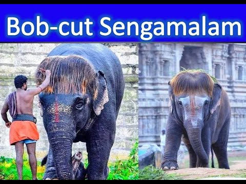 Bob-cut Sengamalam Elephant from Sri Rajagoapalaswamy Temple Tamilnadu